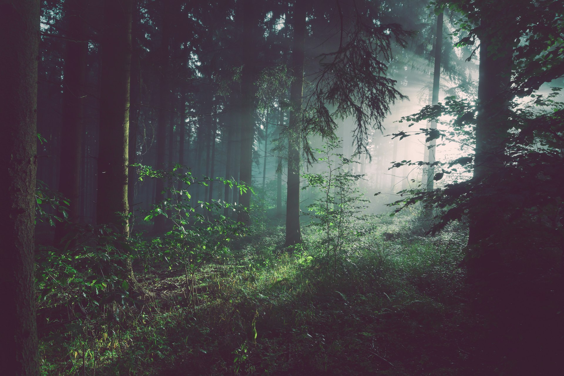 Solbelyst skog